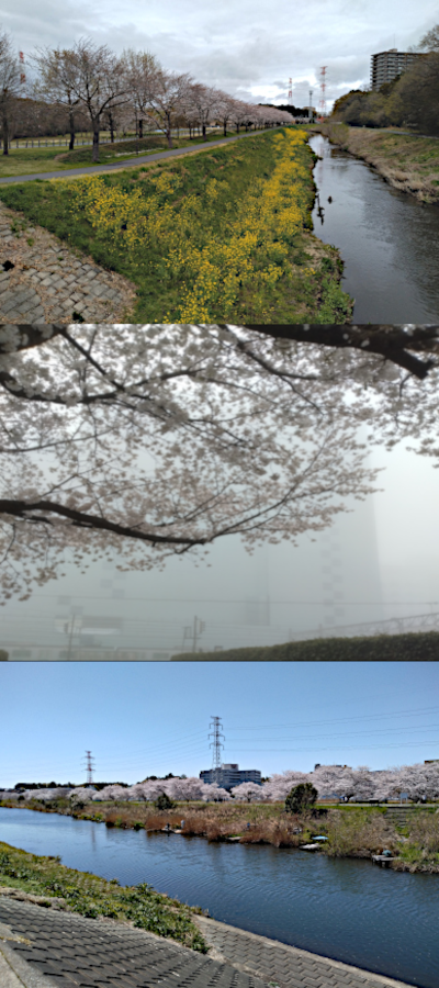 20250409_sakurafukei